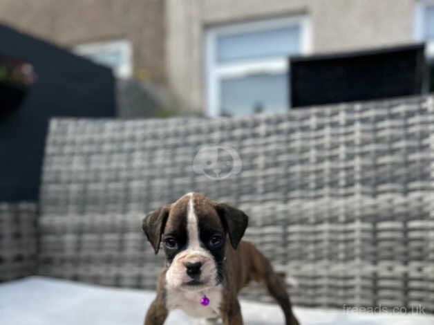 Boxer puppies for sale in Porthcawl, Bridgend