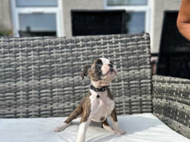 Boxer puppies for sale in Porthcawl, Bridgend - Image 3