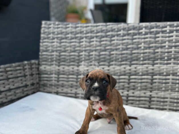 Boxer puppies for sale in Porthcawl, Bridgend - Image 4