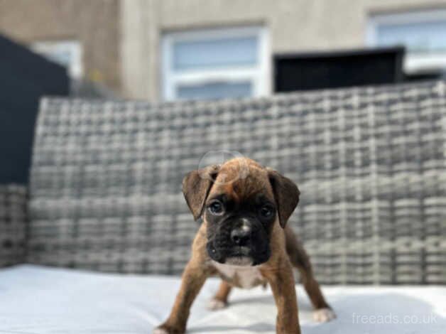 Boxer puppies for sale in Porthcawl, Bridgend - Image 5