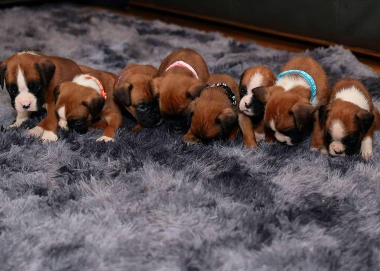 Boxer Puppies KC registered for sale in Kelty, Fife