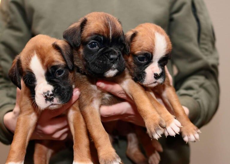 Boxer Puppies KC registered for sale in Kelty, Fife - Image 2