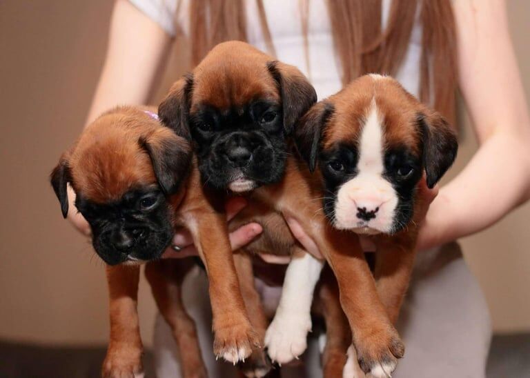 Boxer Puppies KC registered for sale in Kelty, Fife - Image 3