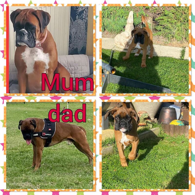 Boxer puppies ready now for sale in Kingston upon Hull, East Riding of Yorkshire