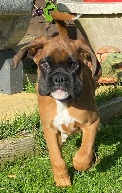 Boxer puppies ready now for sale in Kingston upon Hull, East Riding of Yorkshire - Image 2