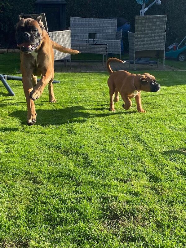 Boxer puppies ready now for sale in Kingston upon Hull, East Riding of Yorkshire - Image 4