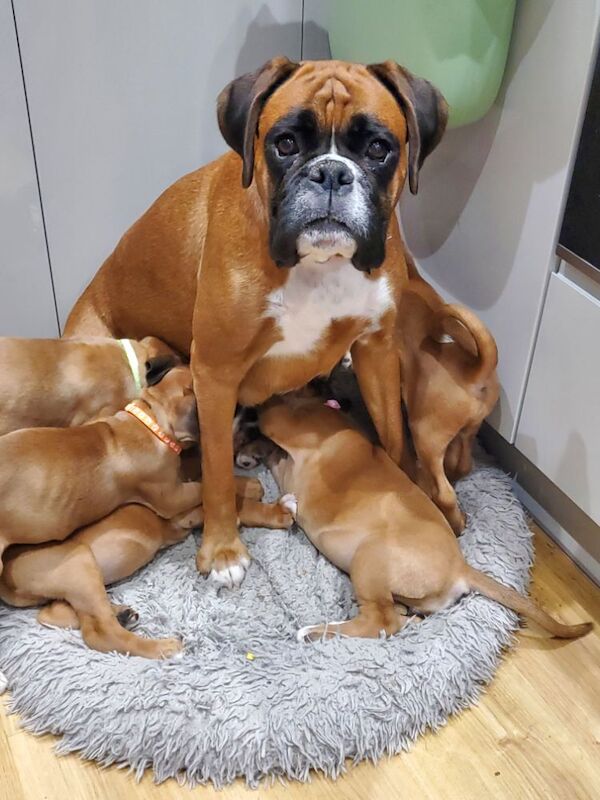 Boxer puppies ready now for sale in Kingston upon Hull, East Riding of Yorkshire - Image 5