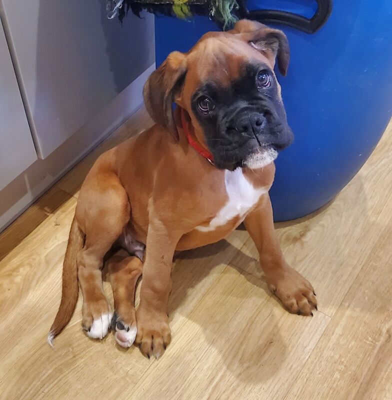 Boxer puppies ready now for sale in Kingston upon Hull, East Riding of Yorkshire - Image 7