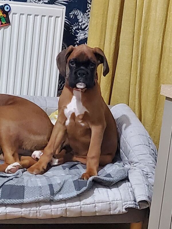 Boxer puppies ready now for sale in Kingston upon Hull, East Riding of Yorkshire - Image 8