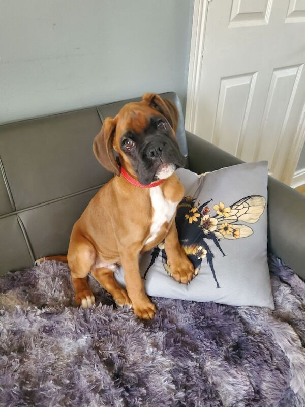 Boxer puppies ready now for sale in Kingston upon Hull, East Riding of Yorkshire - Image 9