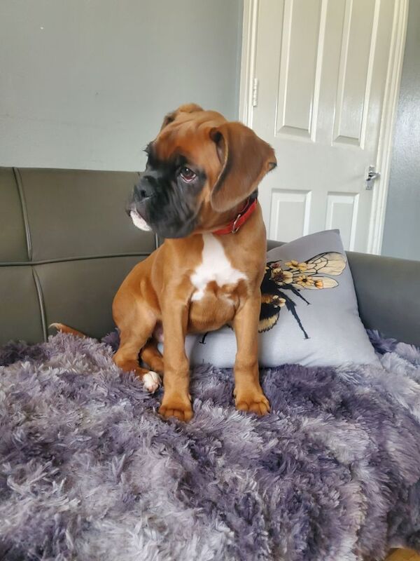 Boxer puppies ready now for sale in Kingston upon Hull, East Riding of Yorkshire - Image 10