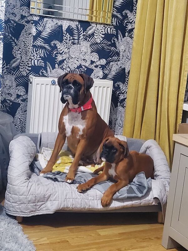 Boxer puppies ready now for sale in Kingston upon Hull, East Riding of Yorkshire - Image 12