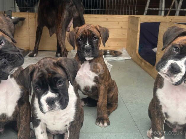 Boxer puppies ****READY NOW**** for sale in Birmingham, West Midlands