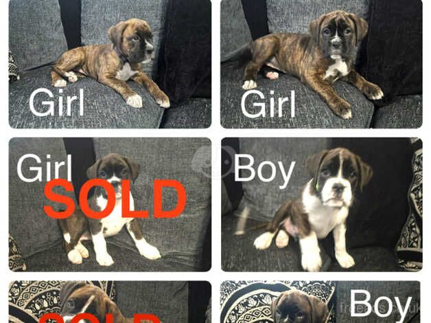 Boxer puppies ****READY NOW**** for sale in Birmingham, West Midlands - Image 2