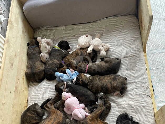 Boxer puppies ****READY NOW**** for sale in Birmingham, West Midlands - Image 4