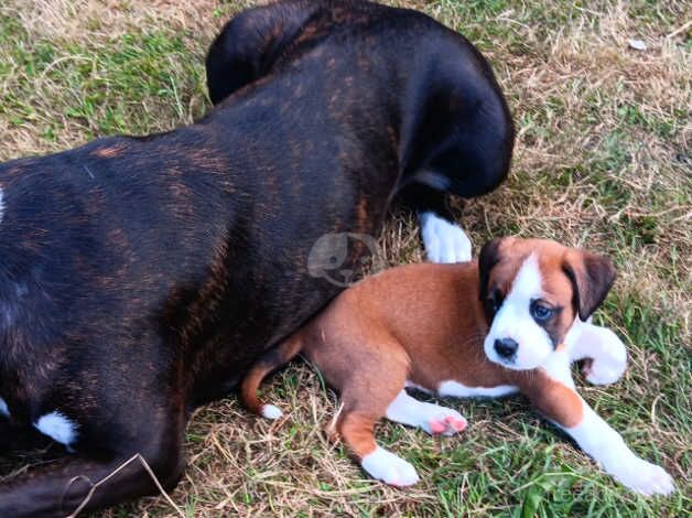 Boxer pups, healthy, chunky, ready 19th, KC active reg mother for sale in Peterborough, Cambridgeshire