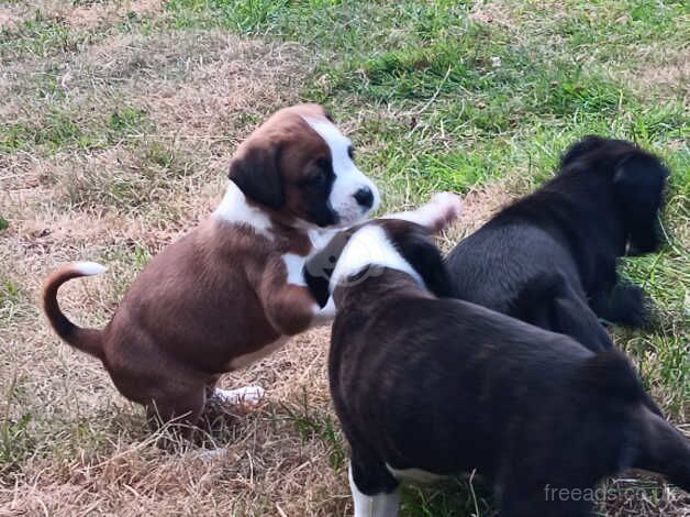 Boxer pups, healthy, chunky, ready 19th, KC active reg mother for sale in Peterborough, Cambridgeshire - Image 2