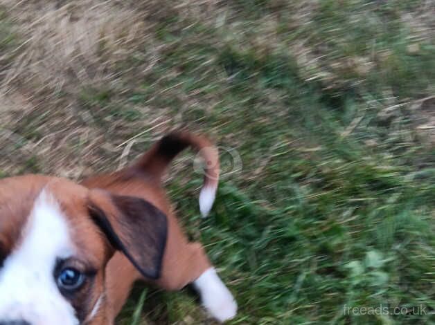 Boxer pups, healthy, chunky, ready 19th, KC active reg mother for sale in Peterborough, Cambridgeshire - Image 3