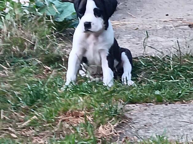 Boxer pups, healthy, chunky, ready 19th, KC active reg mother for sale in Peterborough, Cambridgeshire - Image 4