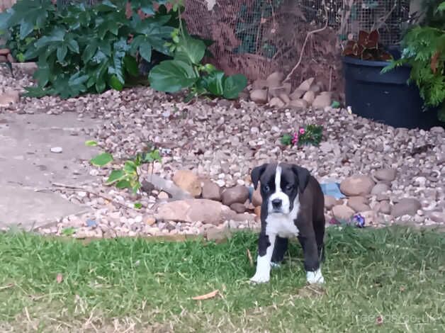 Boxer pups, healthy, chunky, ready 19th, KC active reg mother for sale in Peterborough, Cambridgeshire - Image 5