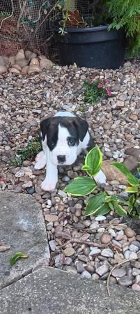 Boxer pups, healthy, chunky, ready 19th, mum.KC active reg for sale in Peterborough, Cambridgeshire