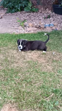 Boxer pups, healthy, chunky, ready 19th, mum.KC active reg for sale in Peterborough, Cambridgeshire - Image 2