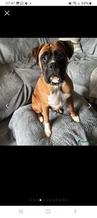 Boxer pups, healthy, chunky, ready 19th, mum.KC active reg for sale in Peterborough, Cambridgeshire - Image 3