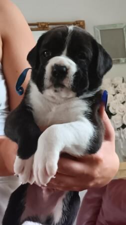 Boxer pups, healthy, chunky, ready 19th, mum.KC active reg for sale in Peterborough, Cambridgeshire - Image 4