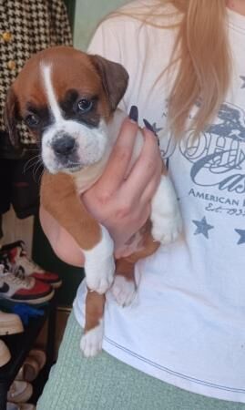 Boxer pups, healthy, chunky, ready 19th, mum.KC active reg for sale in Peterborough, Cambridgeshire - Image 5