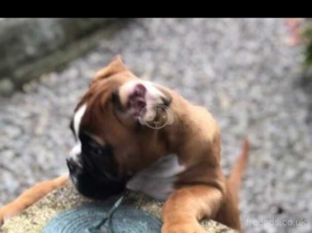 Boxer pups for sale in Cardiff, Cardiff