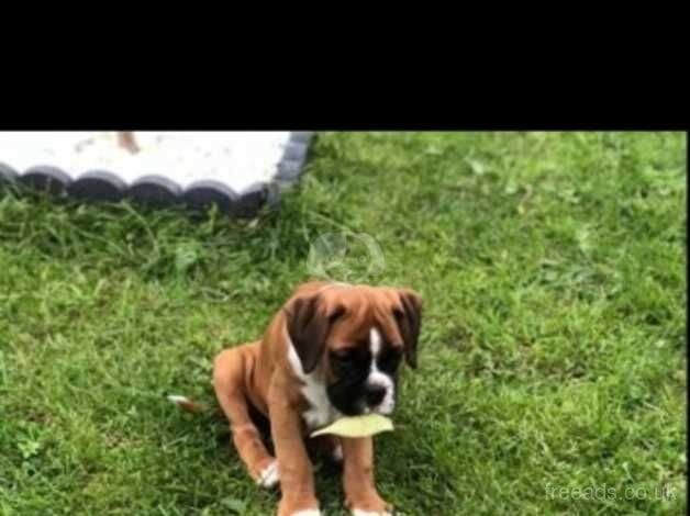 Boxer pups for sale in Cardiff, Cardiff - Image 2