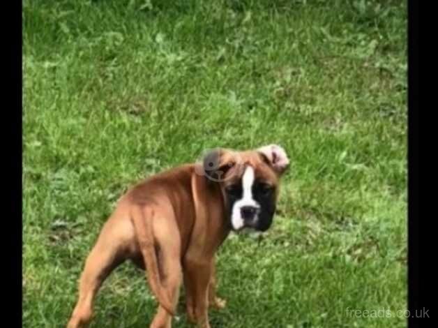 Boxer pups for sale in Cardiff, Cardiff - Image 3