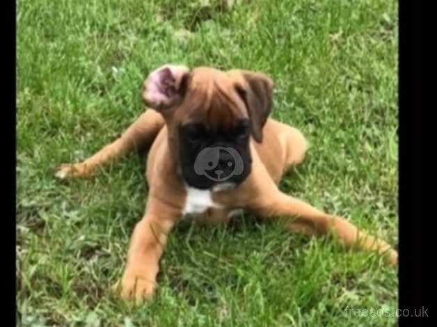 Boxer pups for sale in Cardiff, Cardiff - Image 4