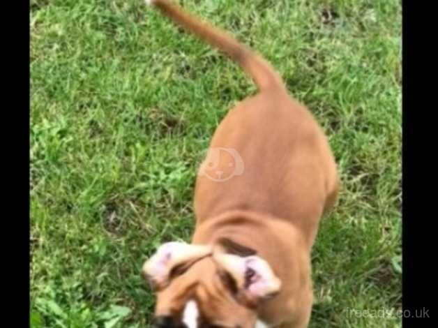 Boxer pups for sale in Cardiff, Cardiff - Image 5