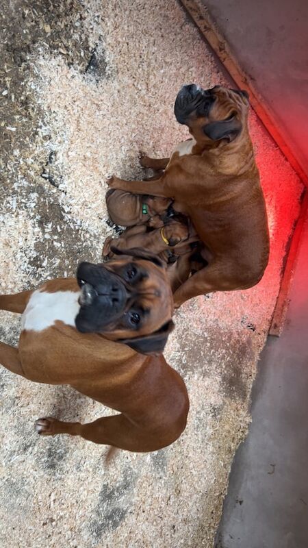 Boxer pups puppies for sale in Castlewellan, County Down