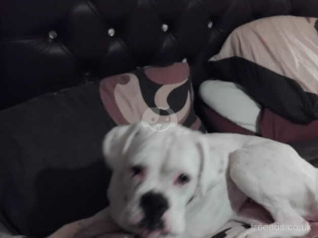 Boxer rehome for sale in Aberfeldy, Perth and Kinross - Image 2