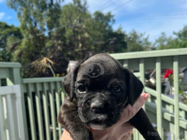 Champion Lines KC registered puppy Champion lines for sale in Glasgow, Glasgow City - Image 3