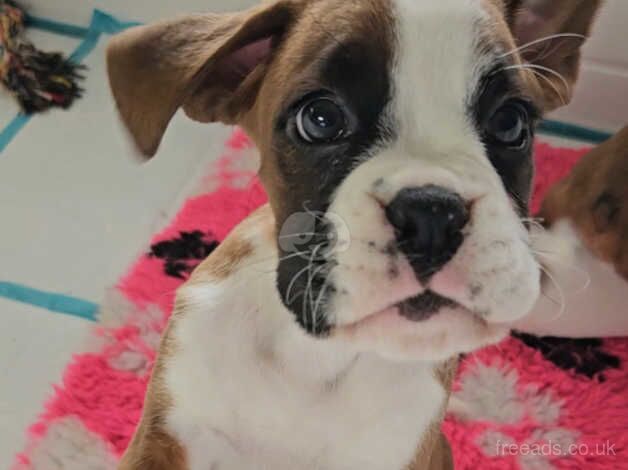 Cute Little Boxer Pup. for sale in Widnes, Cheshire - Image 1