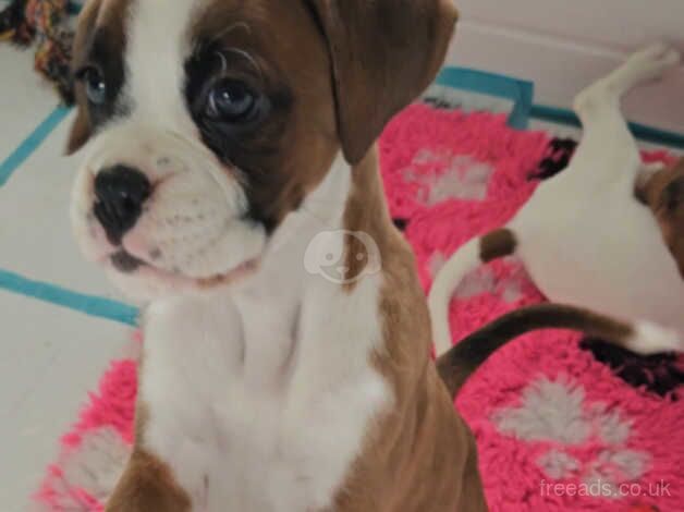 Cute Little Boxer Pup. for sale in Widnes, Cheshire - Image 3