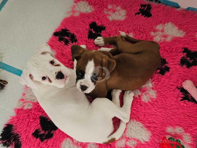 Cute Little Boxer Pup. for sale in Widnes, Cheshire - Image 4