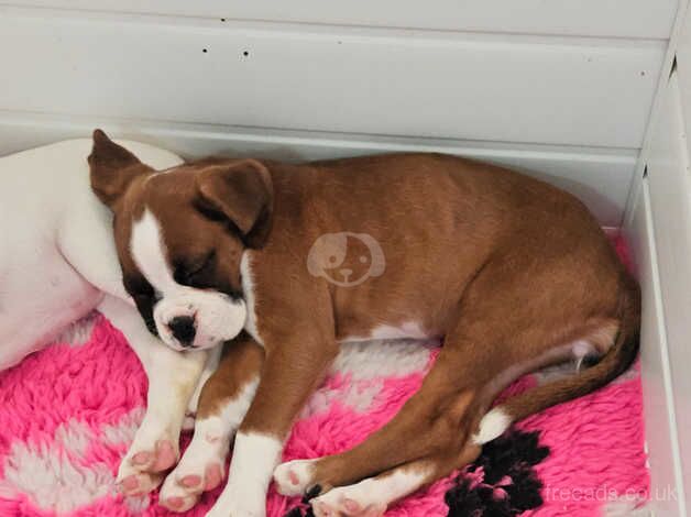 Cute Little Boxer Pup. for sale in Widnes, Cheshire - Image 5