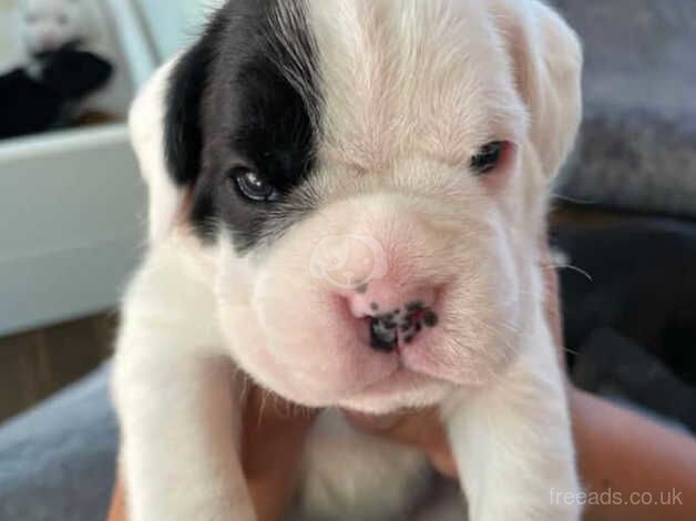 Excellent bloodline KC REG Boxer puppies!! for sale in Chatham, Caerphilly