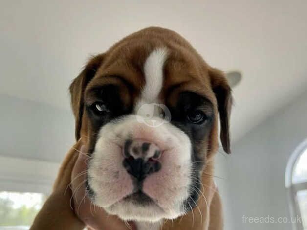 Excellent bloodline KC REG Boxer puppies!! for sale in Chatham, Caerphilly - Image 2