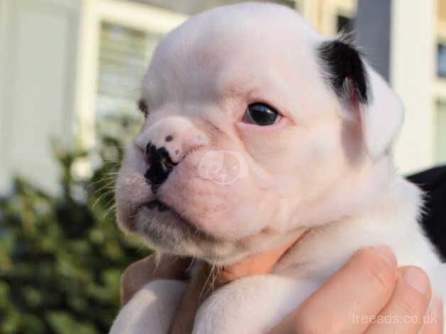 Excellent bloodline KC REG Boxer puppies!! for sale in Chatham, Caerphilly - Image 3