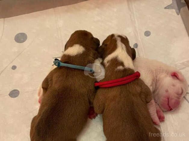 Excellent bloodline KC REG Boxer puppies!! for sale in Chatham, Caerphilly - Image 5