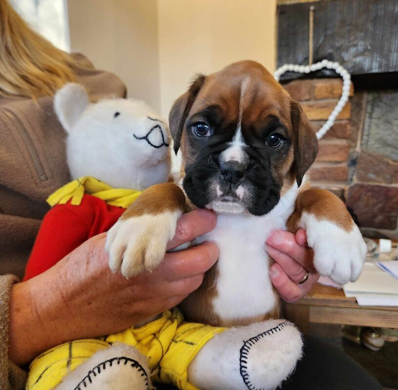 EXCEPTIONAL LITTER OF BOXER PUPPIES for sale in Hinckley, Leicestershire