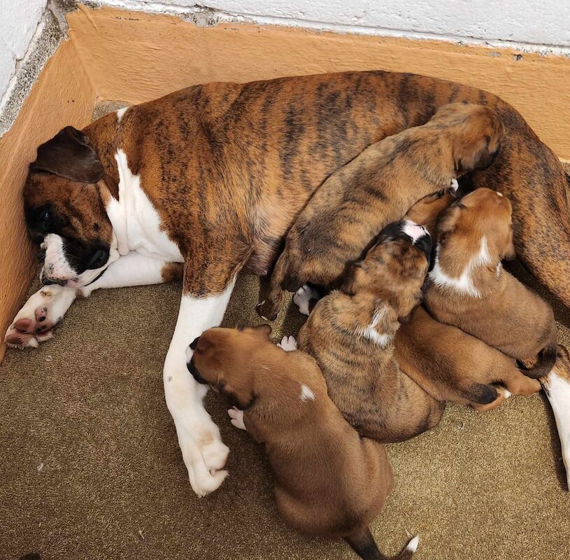 EXCEPTIONAL LITTER OF BOXER PUPPIES for sale in Hinckley, Leicestershire - Image 2