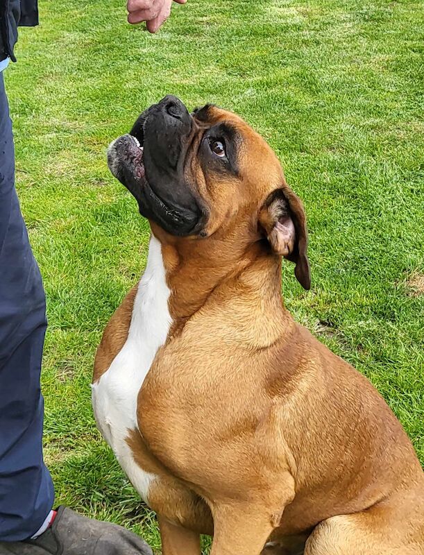 EXCEPTIONAL LITTER OF BOXER PUPPIES for sale in Hinckley, Leicestershire - Image 3