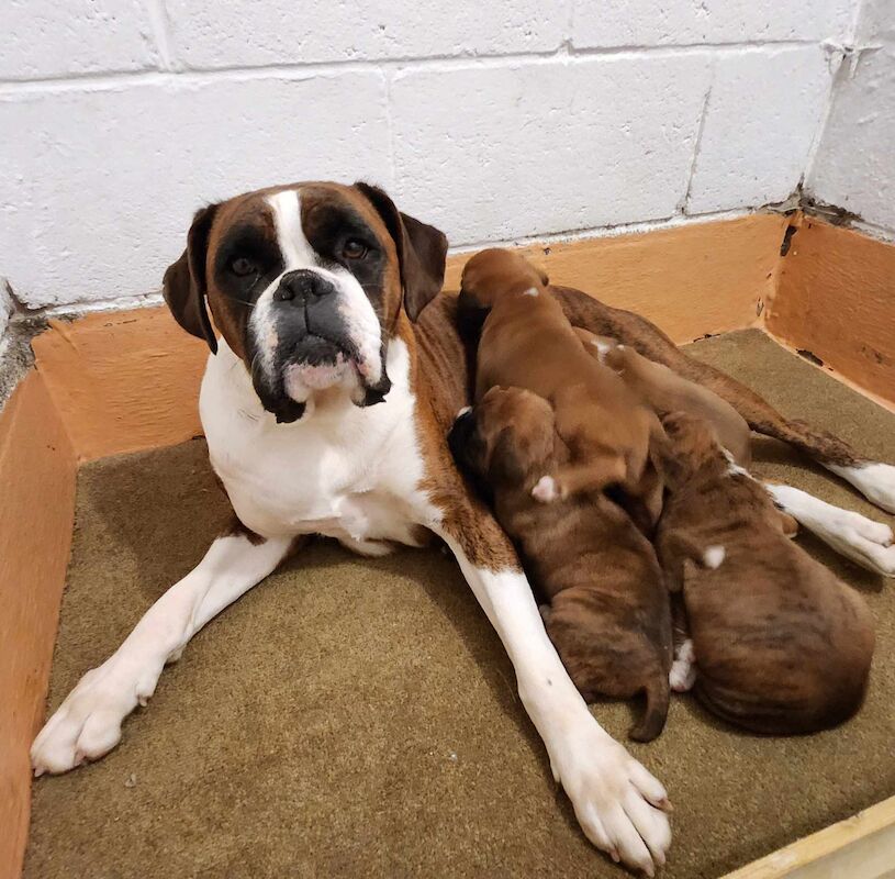 EXCEPTIONAL LITTER OF BOXER PUPPIES for sale in Hinckley, Leicestershire - Image 4