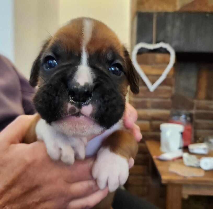 EXCEPTIONAL LITTER OF BOXER PUPPIES for sale in Hinckley, Leicestershire - Image 5